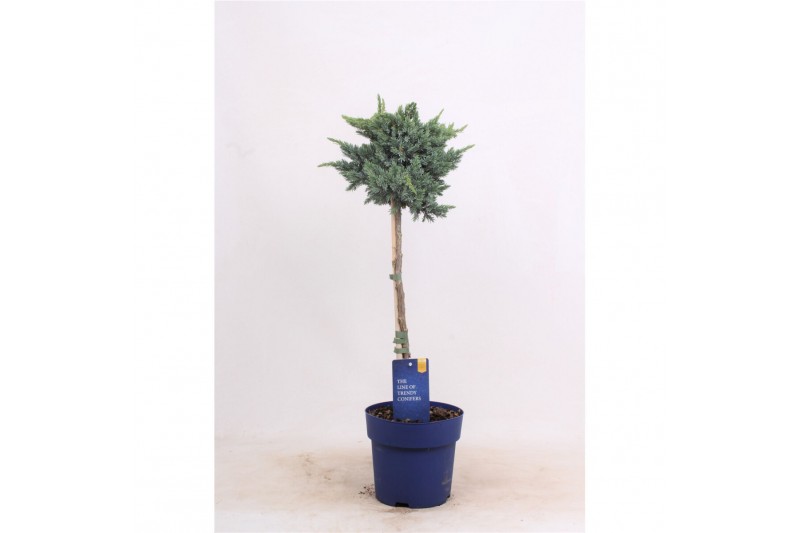 Juniperus squamata meyeri op stam 