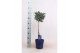 Juniperus squamata meyeri op stam 