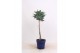 Juniperus squamata meyeri op stam 
