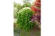 Acer palmatum ryusen 