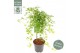 Acer palmatum ryusen 