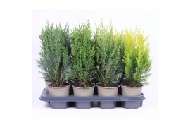 Coniferen Opgaande mix