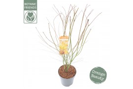 Acer palmatum orange lace