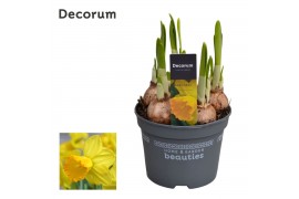 Narcissus Narcis Adriana 5 per pot