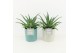 Aloe arborescens in tess keramiek 