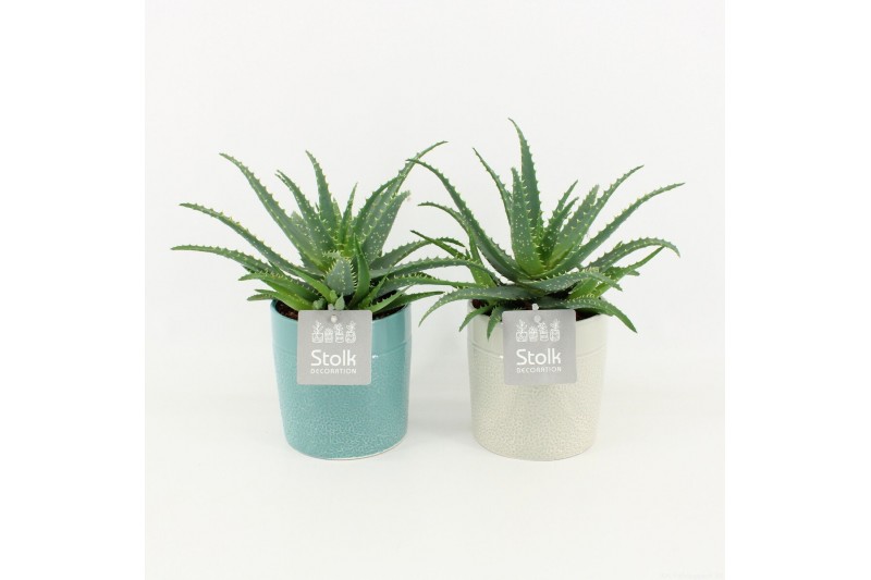 Aloe arborescens in tess keramiek 