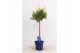 Thuja occidentalis brabant op stam 