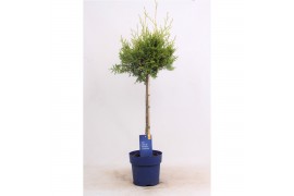 Thuja occidentalis brabant op stam