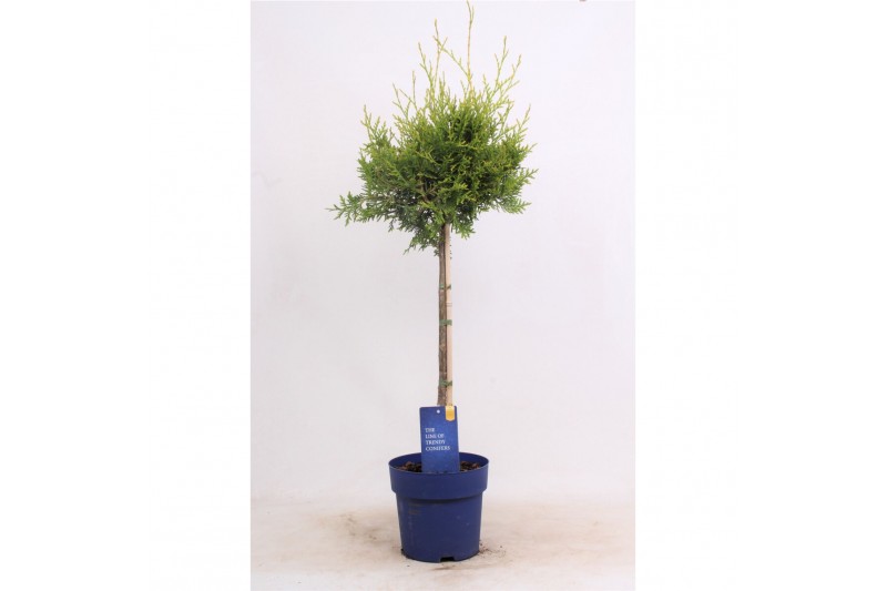 Thuja occidentalis brabant op stam 