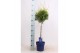 Thuja occidentalis brabant op stam 