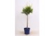 Thuja occidentalis brabant op stam 
