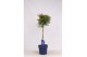 Thuja occidentalis brabant op stam 