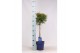 Thuja occidentalis brabant op stam 