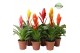 Vriesea mix Cupcake mix 