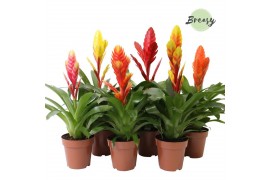 Vriesea mix Cupcake mix