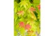 Acer shirasawanum moonrise 