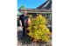 Acer shirasawanum moonrise 