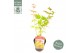 Acer shirasawanum moonrise 