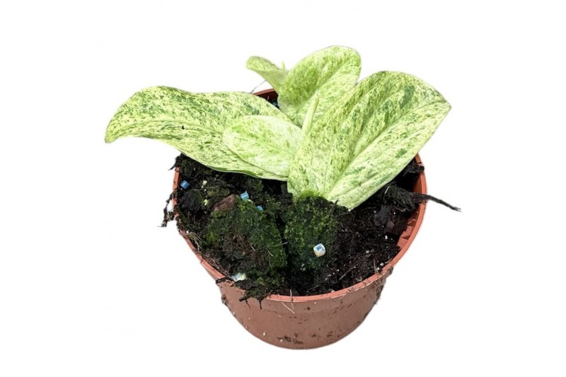 Rhaphidophora korthalsii marble aurea 