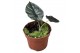 Alocasia black magic 
