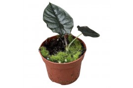 Alocasia black magic