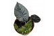 Alocasia black magic 