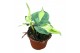 Philodendron Cream Splash 