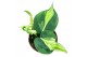 Philodendron Cream Splash 