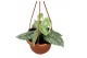 Scindapsus silver lady hangpot 