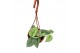 Scindapsus silver lady hangpot 