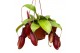 Nepenthes Bloody Mary monkey jars hangpot 
