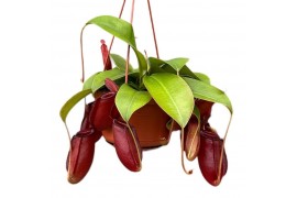 Nepenthes Bloody Mary monkey jars hangpot