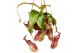 Nepenthes Gaya monkey jars hangpot 