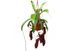 Nepenthes Bill monkey jars hangpot