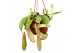 Nepenthes Mojito monkey jars hangpot 
