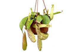 Nepenthes Mojito monkey jars hangpot