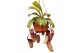 Nepenthes Sam monkey jars hangpot 