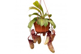 Nepenthes Sam monkey jars hangpot