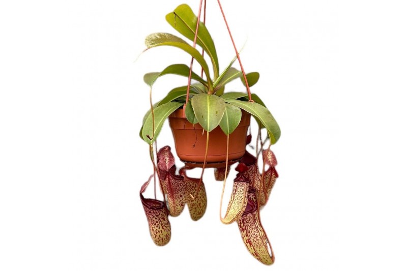 Nepenthes Sam monkey jars hangpot 
