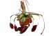 Nepenthes Dark Secret monkey jars hangpot 