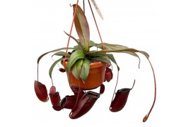 Nepenthes Dark Secret monkey jars hangpot