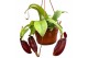 Nepenthes Diana monkey jars hangpot 