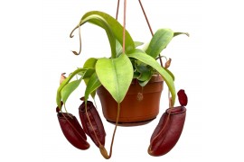 Nepenthes Diana monkey jars hangpot
