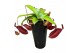 Nepenthes Bloody Mary monkey jars 