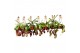 Nepenthes mix monkey jars hangpot 