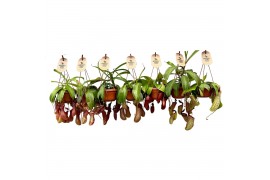 Nepenthes mix monkey jars hangpot