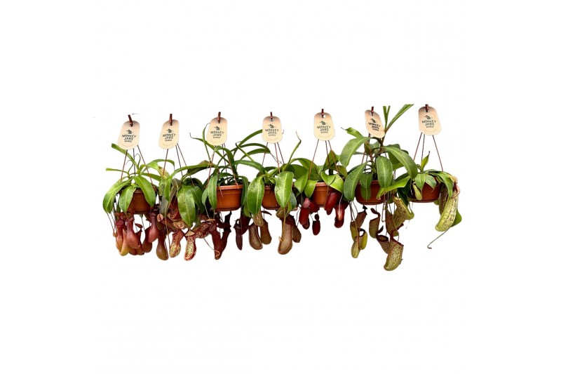Nepenthes mix monkey jars hangpot 