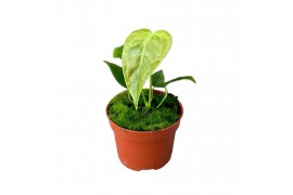 Anthurium veitchii