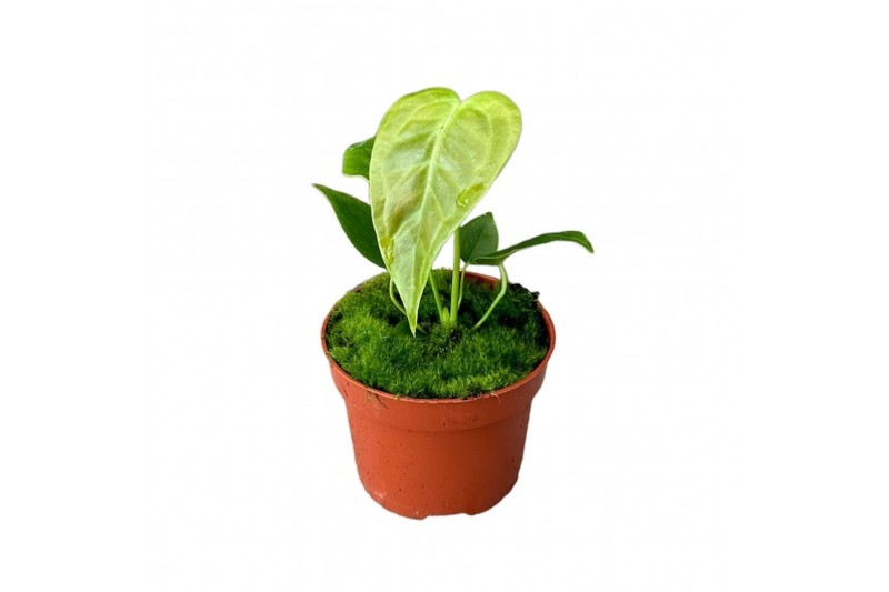 Anthurium veitchii 