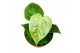 Anthurium veitchii 